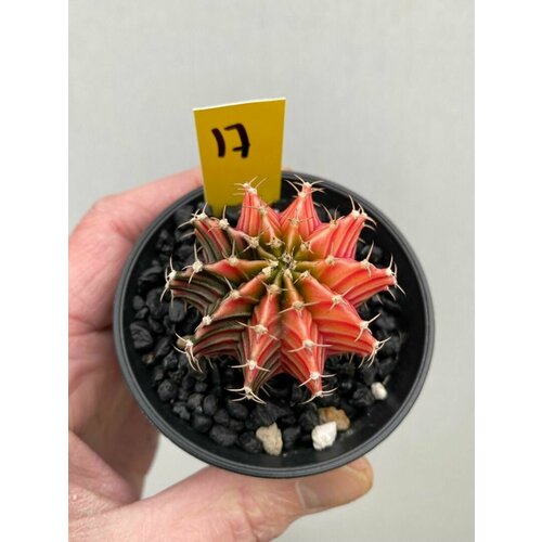 Кактус Гимнокалициум Михановича Вариегатный Микс (лат. Gymnocalycium Mihanovichii Variegata Mix) D6см