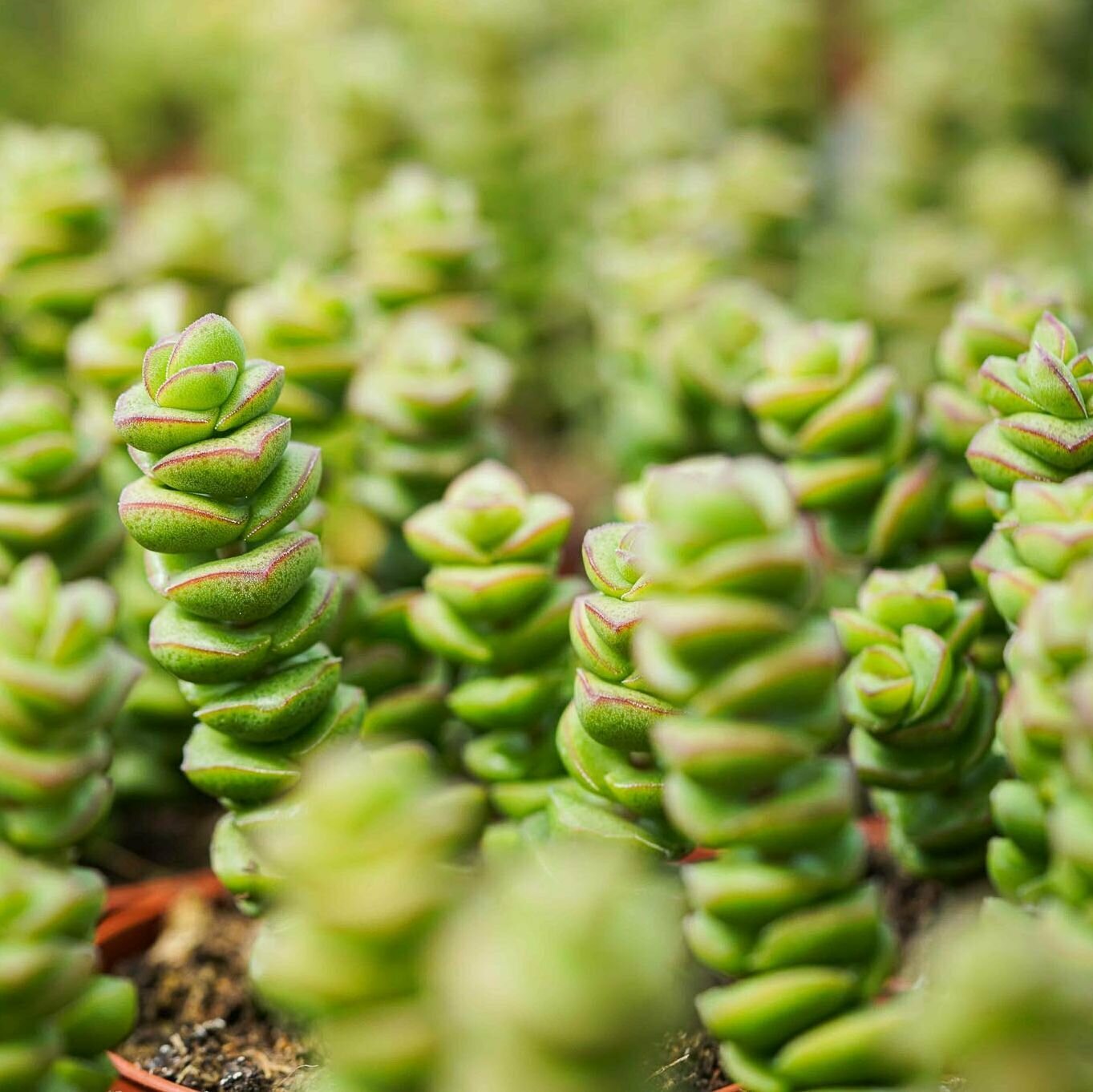 Крассула Марнье (Crassula Marneriana) D5см