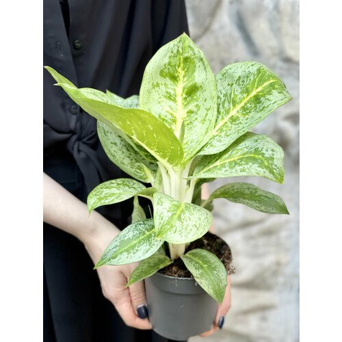 Аглаонема Лемон Минт (Aglaonema Lemon Mint) D12см