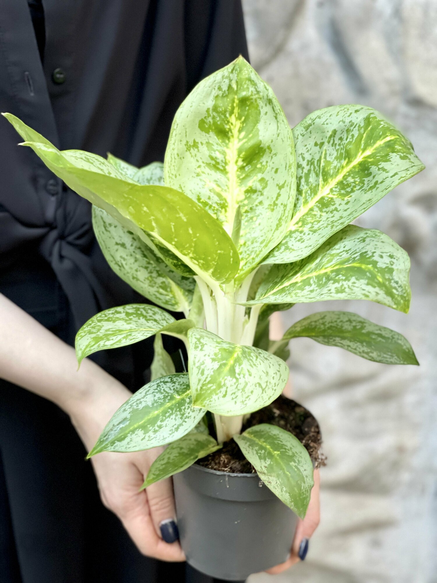 Аглаонема Лемон Минт (Aglaonema Lemon Mint) D12см