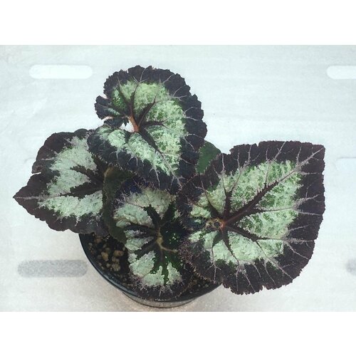 Бегония Манящий горизонт