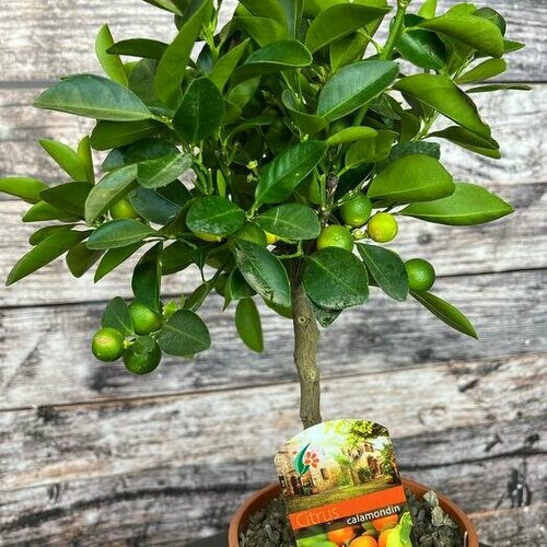 Мандариновое дерево 9200₽