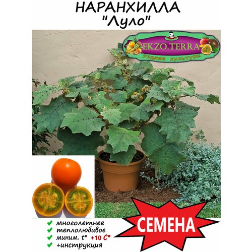 Семена Наранхилла, Луло (Наранхилья, Паслён китайский, Solanum quitoense) 5 шт.