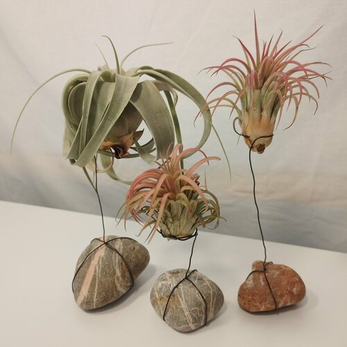 Тилландсия на камне