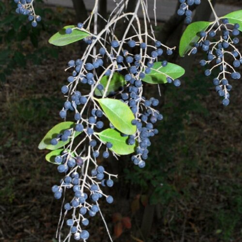 Семена Орешка Бирючина китайская, Ligustrum sinense, Лигустрина, Лигуструм китайский 20 шт.