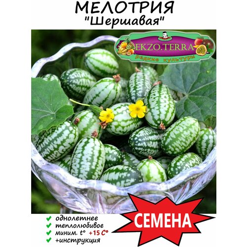 Семена Мелотрия шершавая 5 шт.