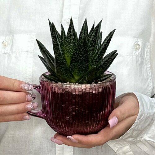 Алоэ в стеклянной кружке