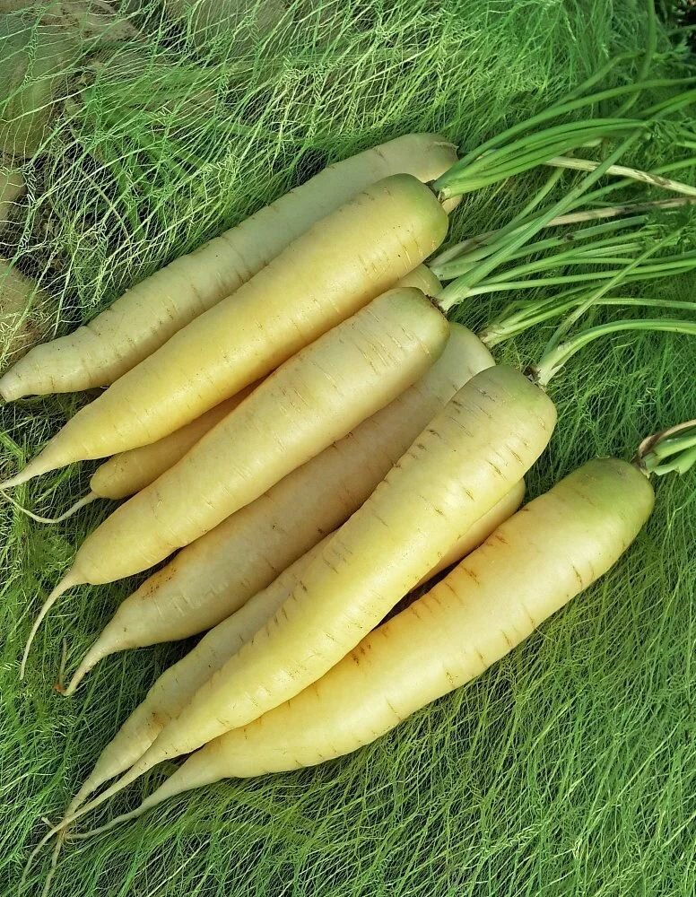 Коллекционные семена моркови F1 Белый сахар