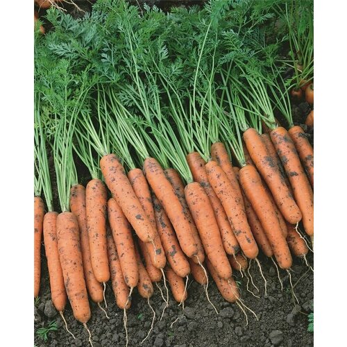 Коллекционные семена моркови F1 Наполи