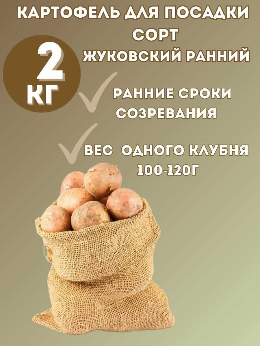 Картофель семенной Жуковский Ранний 2 кг