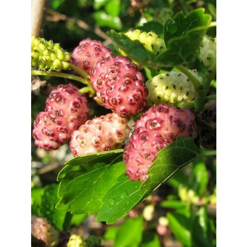 Семена Шелковица розовая (Morus alba pink), 20 штук