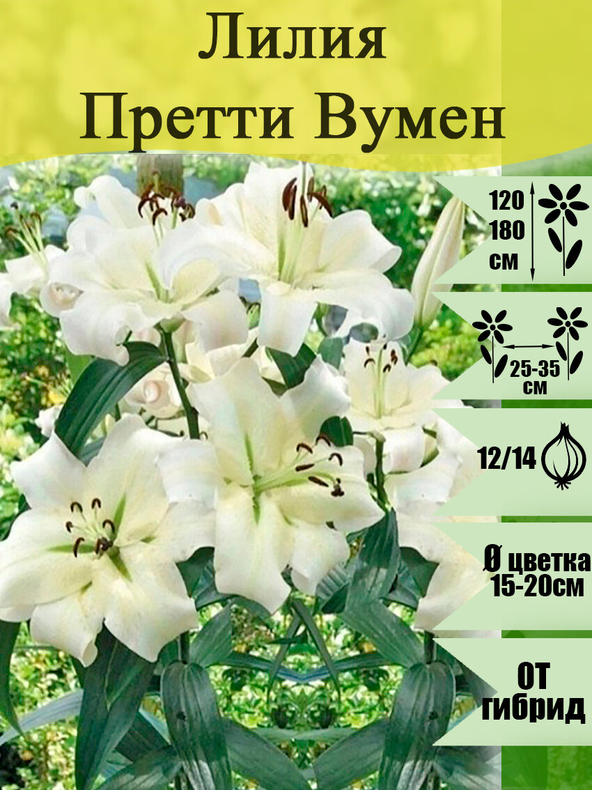 Луковицы лилии - дерево Притти Вумен 2 шт