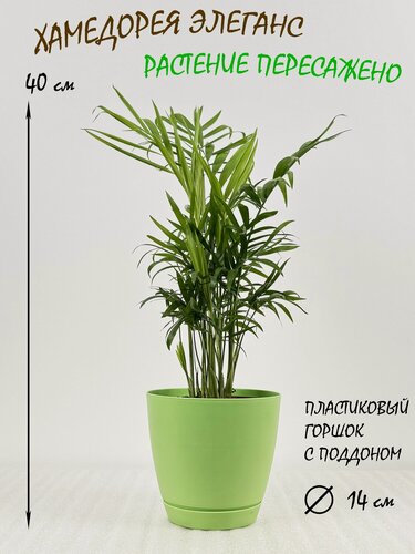 Изображение товара Хамедорея в салатовом пластиковом горшке с поддоном, высота 40-45см