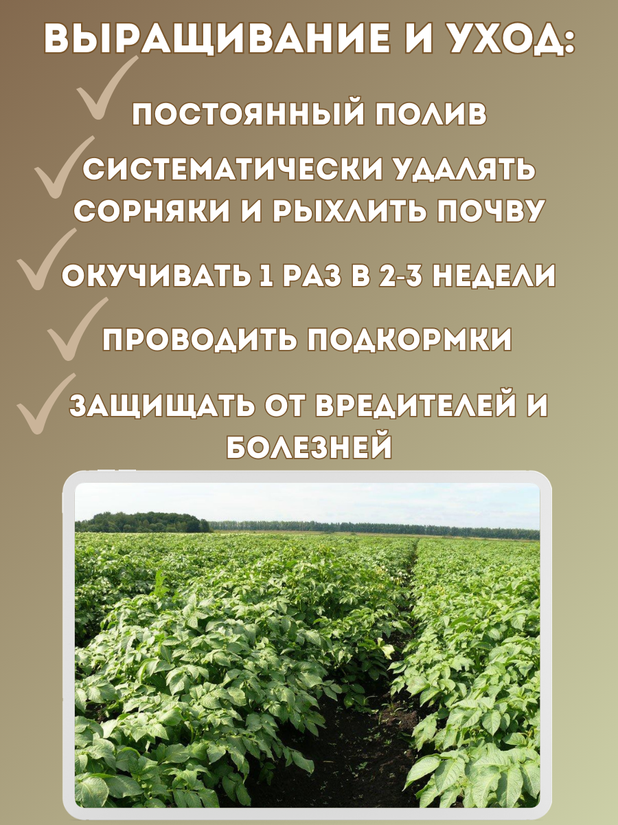 Семенной Картофель Картофель семенной Голубизна