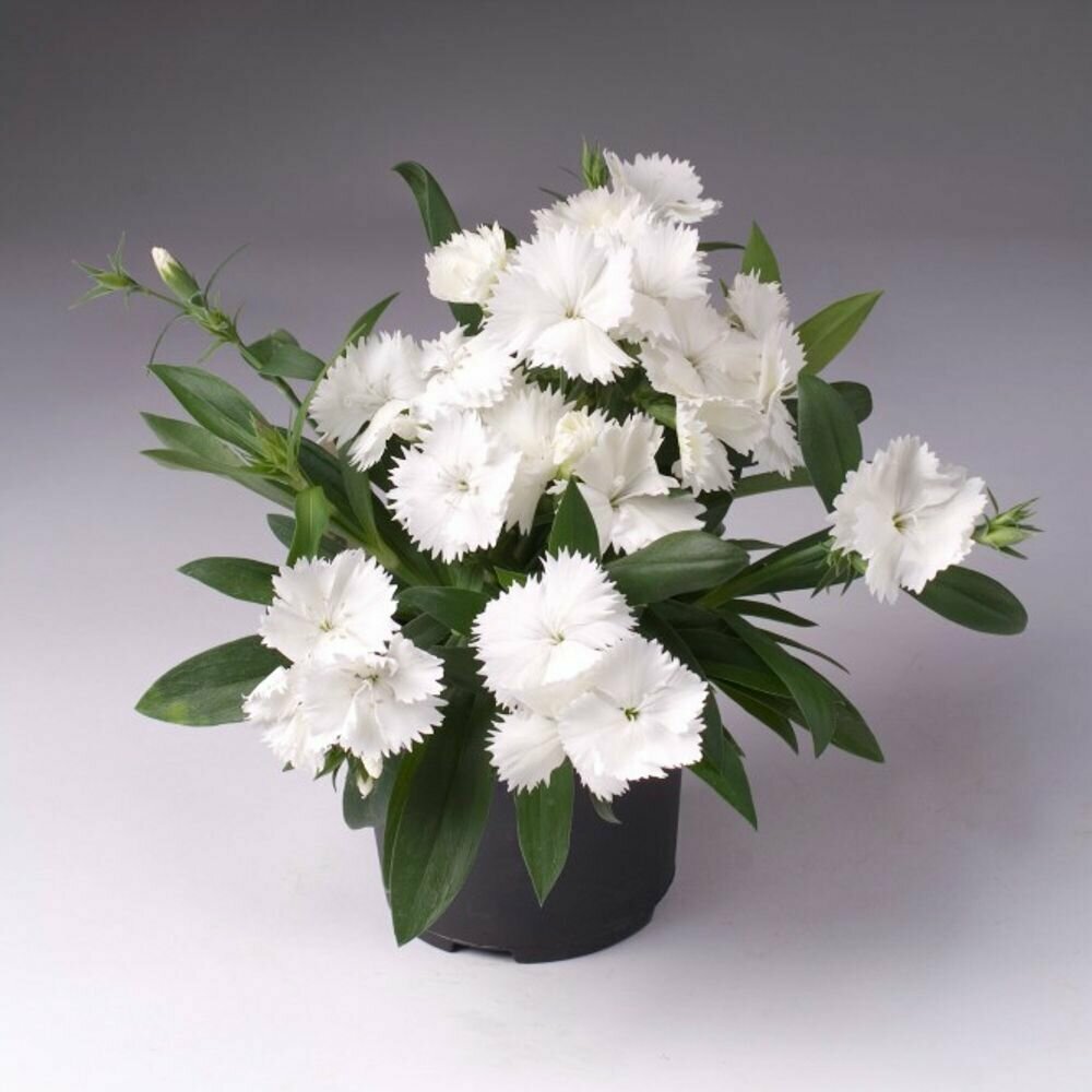 фото Гвоздика Грейс F1 белая, изящный компактный однолетник с ранним обильным цветением махровых крупных цветков для балконов и окон, 8 семян