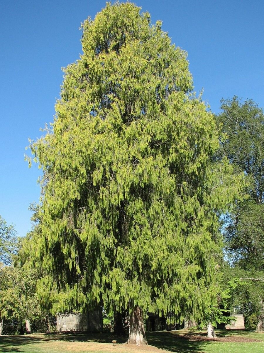 Семена Кипарис плакучий (Cupressus funebris), 30 штук