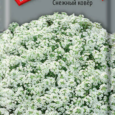 Алиссум Снежный ковер Поиск 0,3 гр - фото №2
