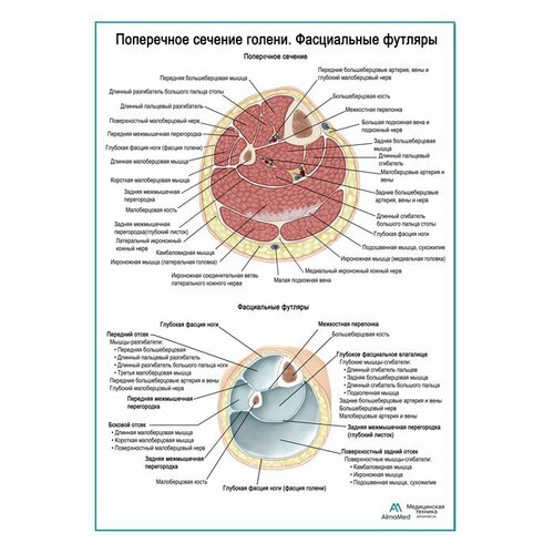 Поперечное сечение голени. Фасциальный футляр плакат, глянцевая фотобумага от 200 г/кв. м, размер A1+