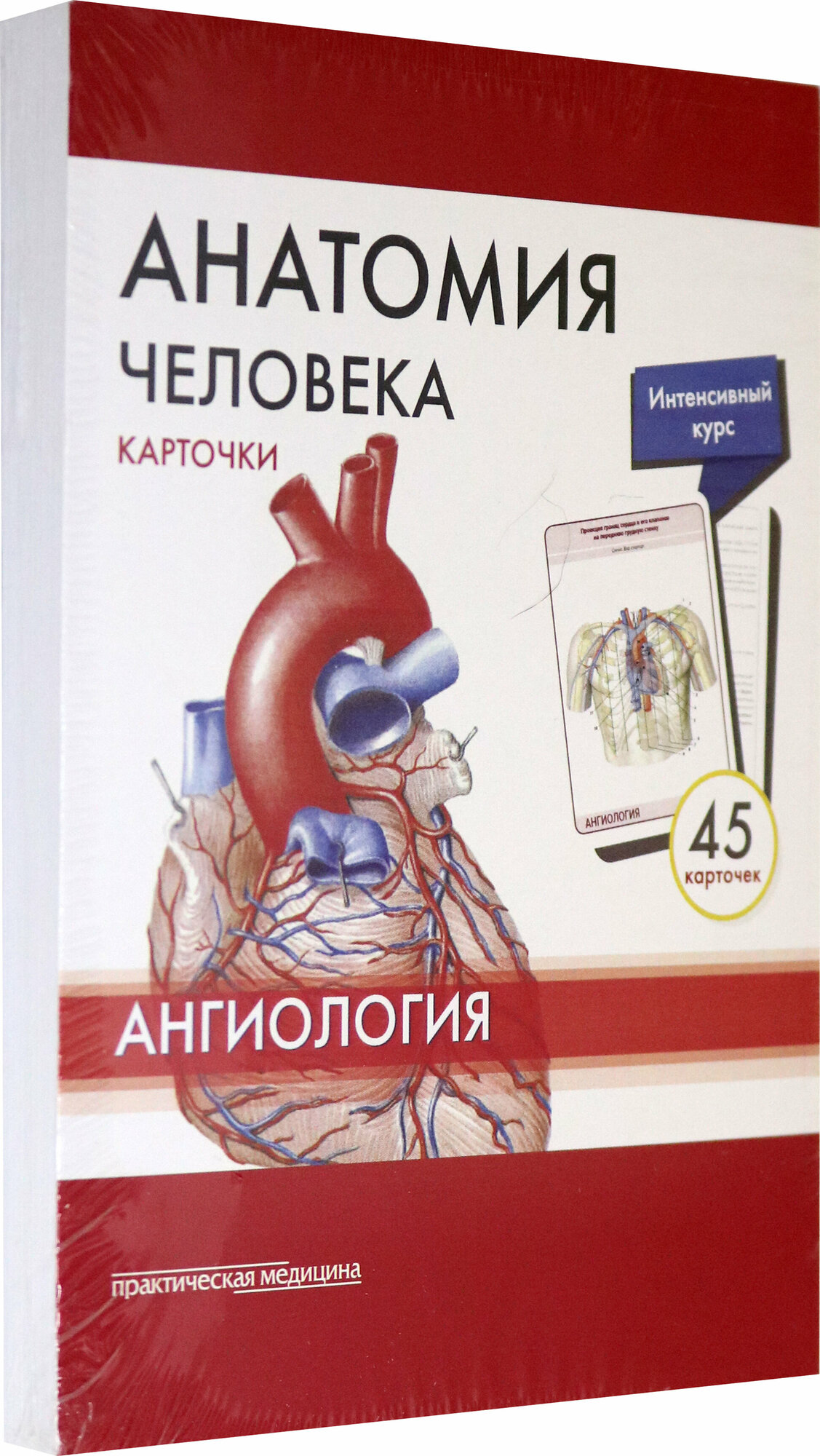 Анатомия человека. Ангиология. Карточки (45 штук) - фото №7