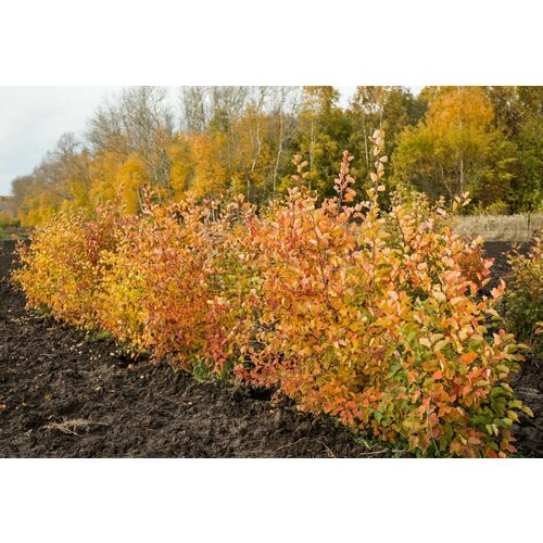 Боярышник Арнольда