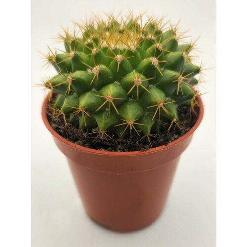 Кактус Маммиллярия Марксиана D-5 1 шт 750₽