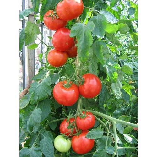 Семена Томат F1 Виконт