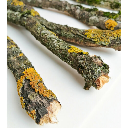 Палочки палки с мхом и лишайником для диарам, поделок и рукоделия, 20 шт