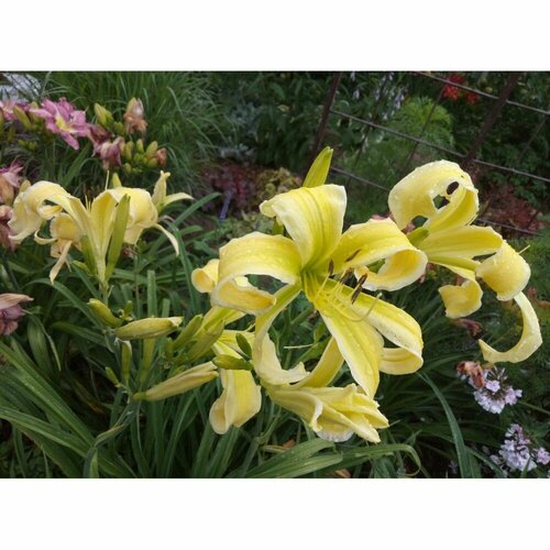 Лилейник гибридный Хевенли Флайт ов Энджел 1 шт 1249₽