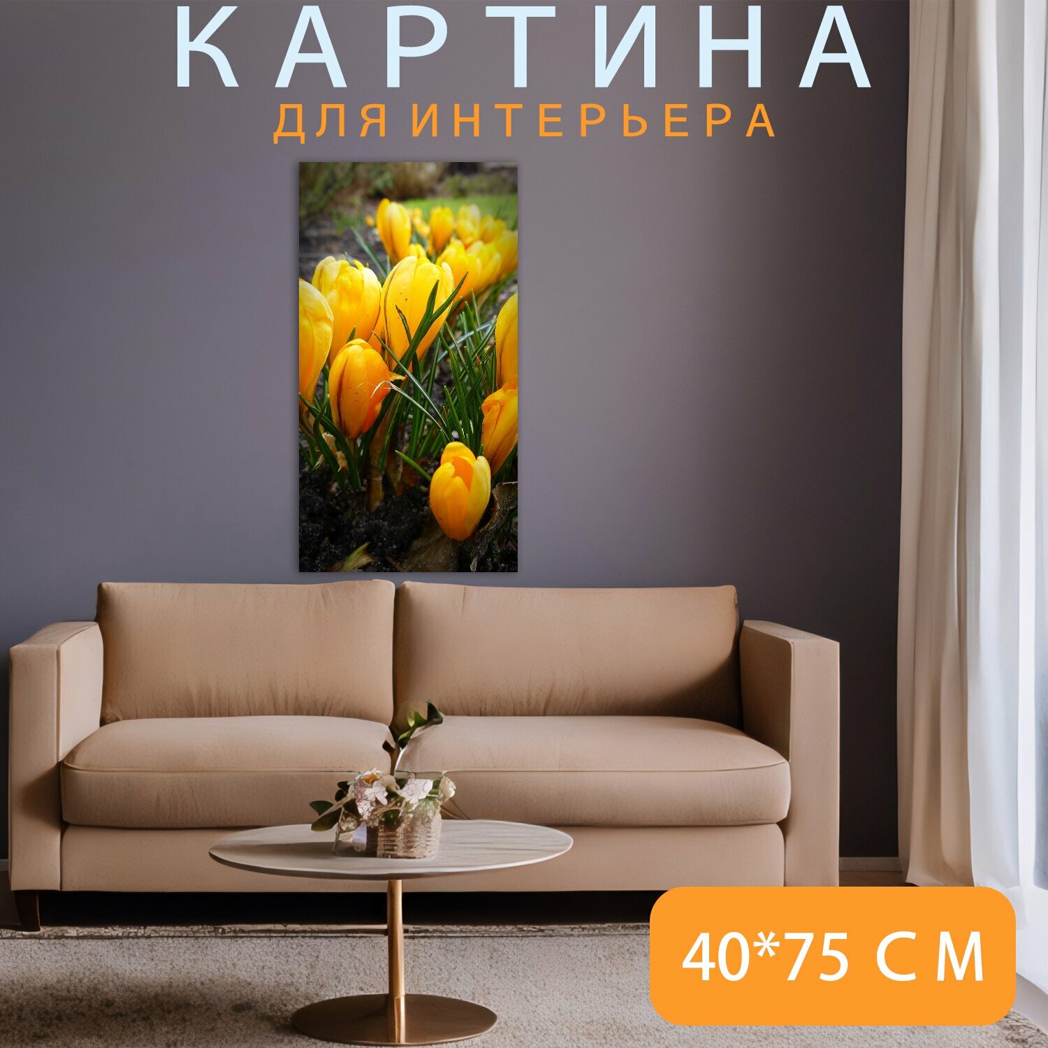 Картина на холсте "Крокус, крокусы, цветок" на подрамнике 40х75 см. для интерьера