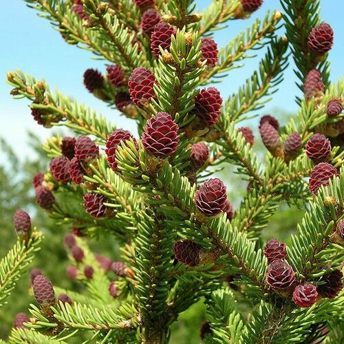 Ель Аянская, 10 шт.