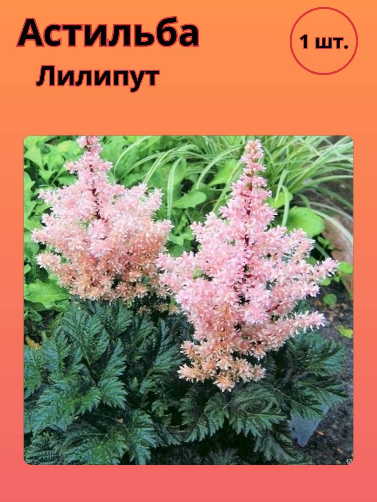 Астильба Лилипут, многолетние цветы для сада