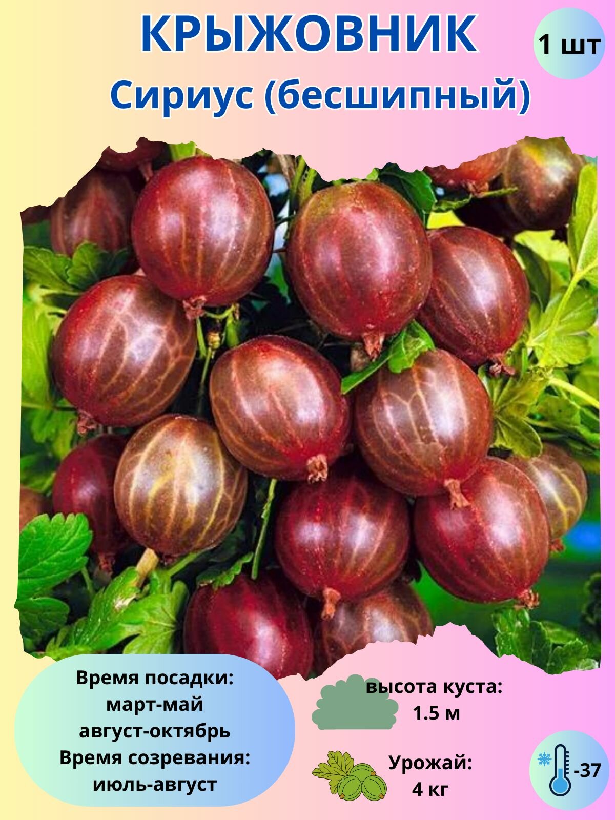 Крыжовник Сириус, ягодный кустарник