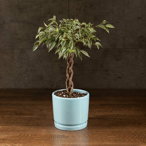 Фикус Бенджамина Нина в голубом горшке д14
