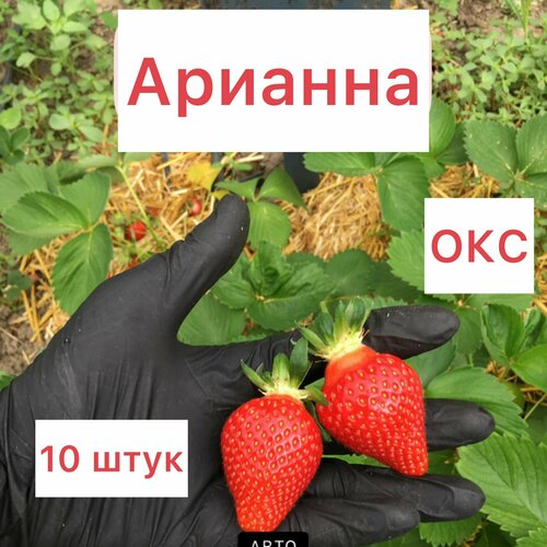 Клубника ранняя арианна 10 штук окс