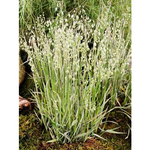 Трясунка средняя 'Russels'