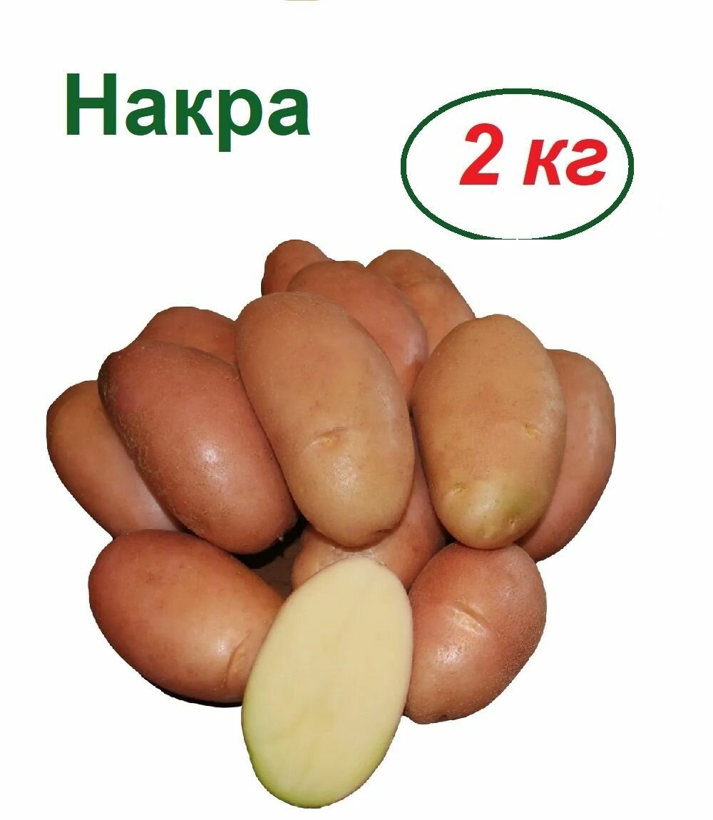 Картофель семенной "Накра", 2 кг, не боится большинства болезней, красивые, аккуратные клубни правильной формы, высокая урожайность, продолжительное хранение, отличный вкус