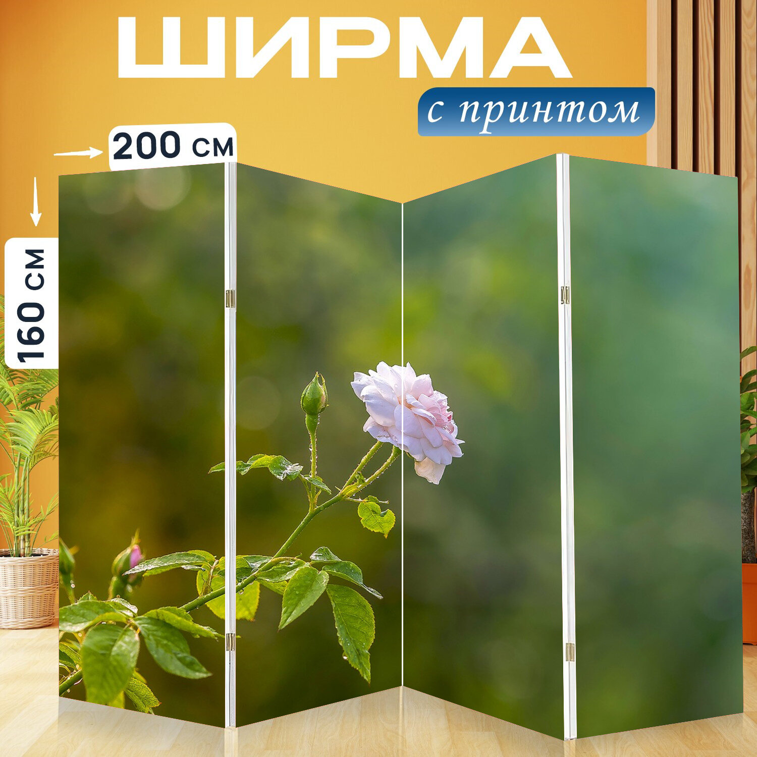 Ширма перегородка с принтом "Роза, розы в саду, сад" на холсте - 200x160 см. для зонирования, раскладная