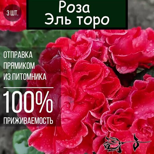 Саженец розы Эль Торо 3 шт./ Роза флорибунда