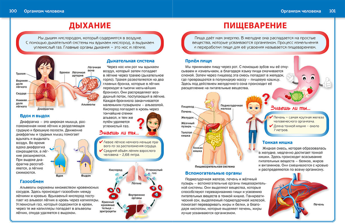Энциклопедия для детей, которым всё интересно - фото №11