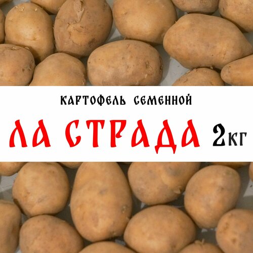 Семенной картофель сорта Ла Страда 2кг, клубни картофель барин 2кг