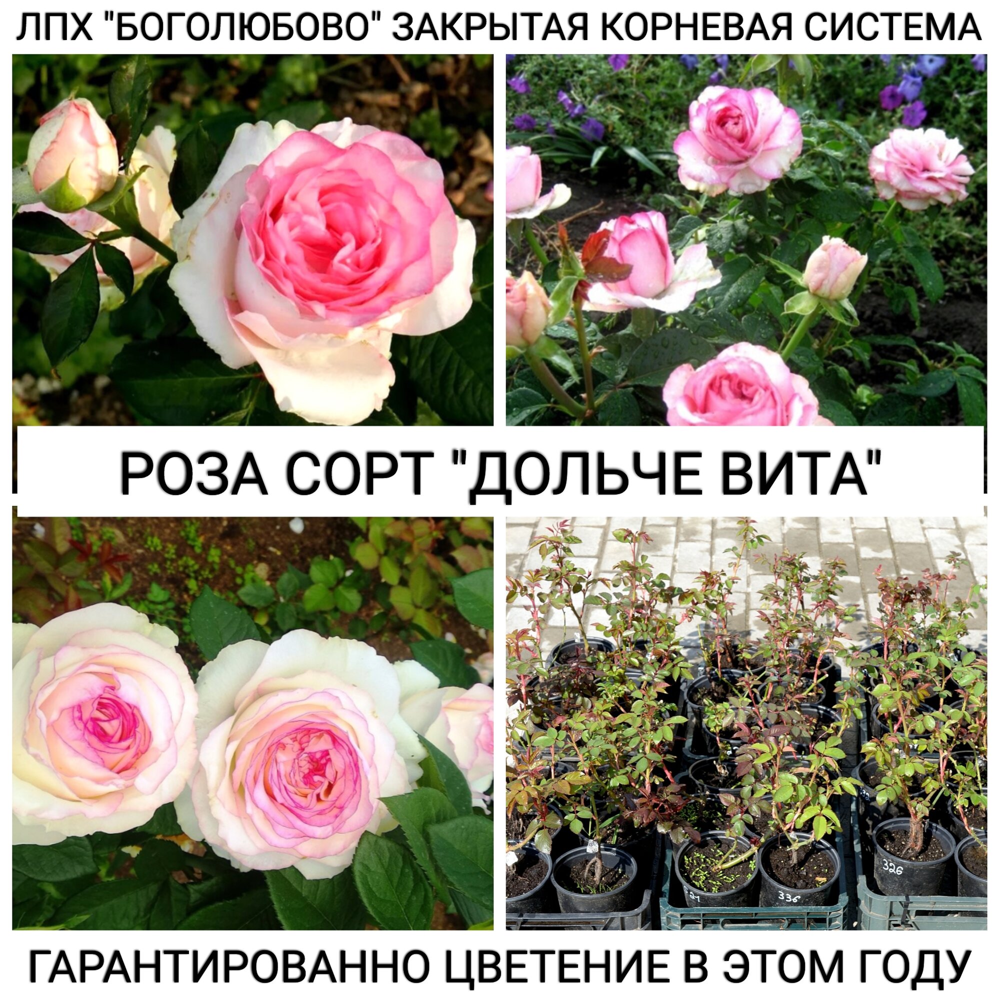 Саженец розы сорт "Дольче Вита" Закрытая корневая система
