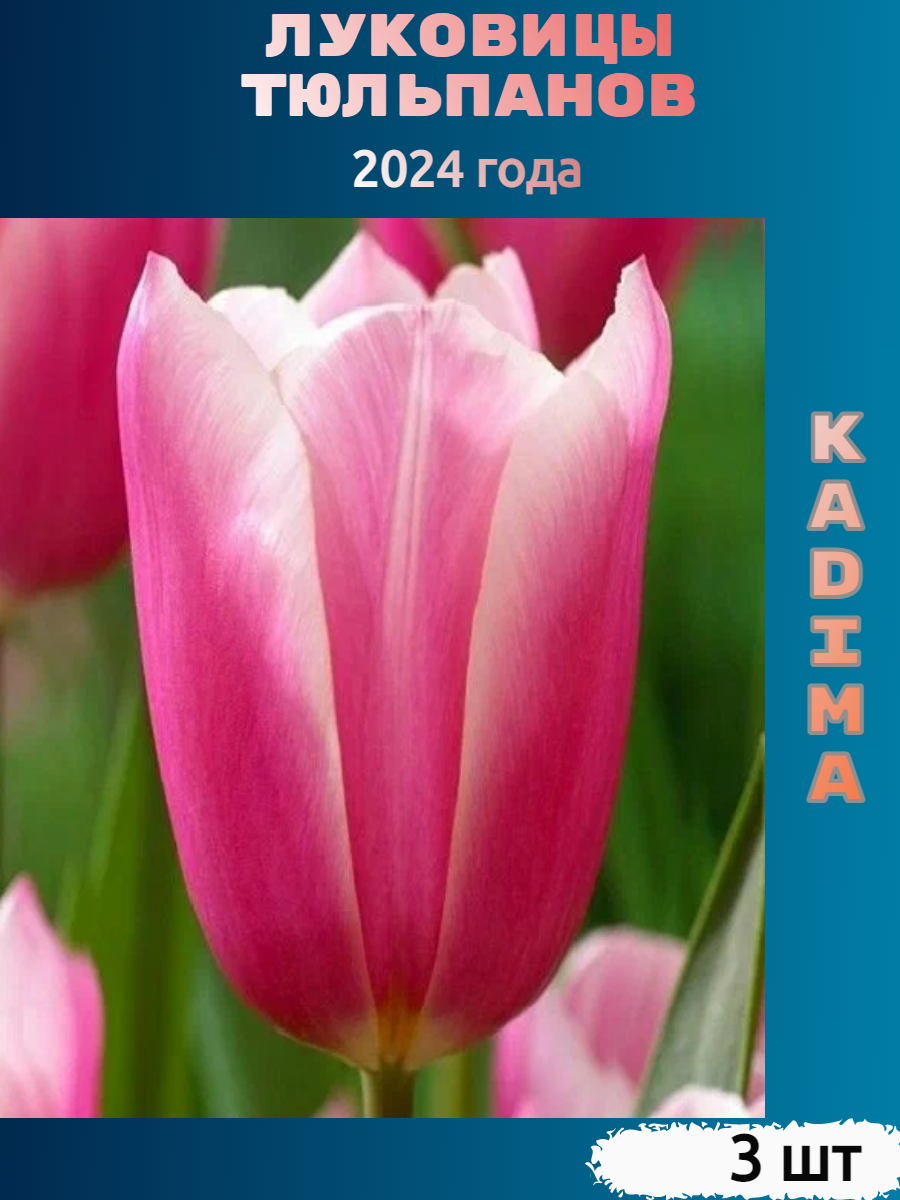Луковицы тюльпана Kadima (3 шт)