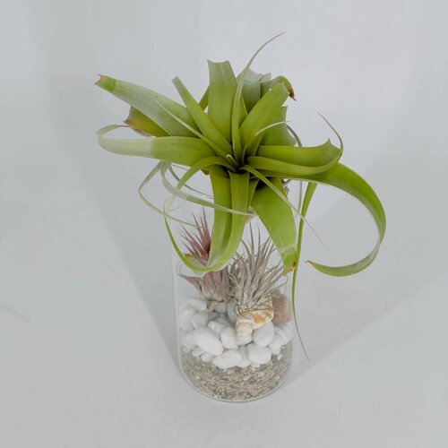 Тилландсии ксерографика xerographica, Атмосферные растения в Флорариуме