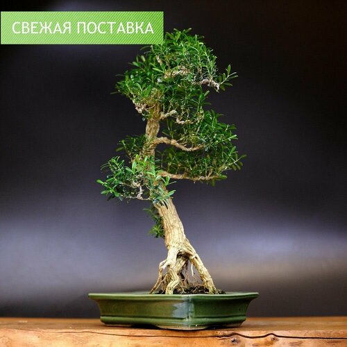 Бонсай Самшит, 43см, 25 лет
