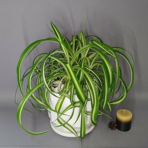 Хлорофитум большой в керамическом кашпо