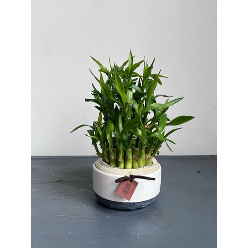 Бонсай из бамбука