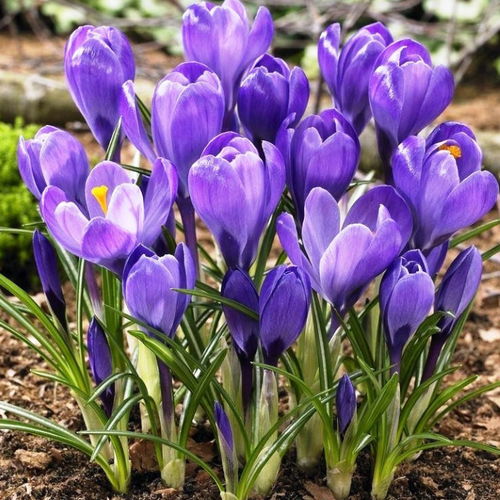 Луковицы Крокуса Ремембрас ( 20 шт )