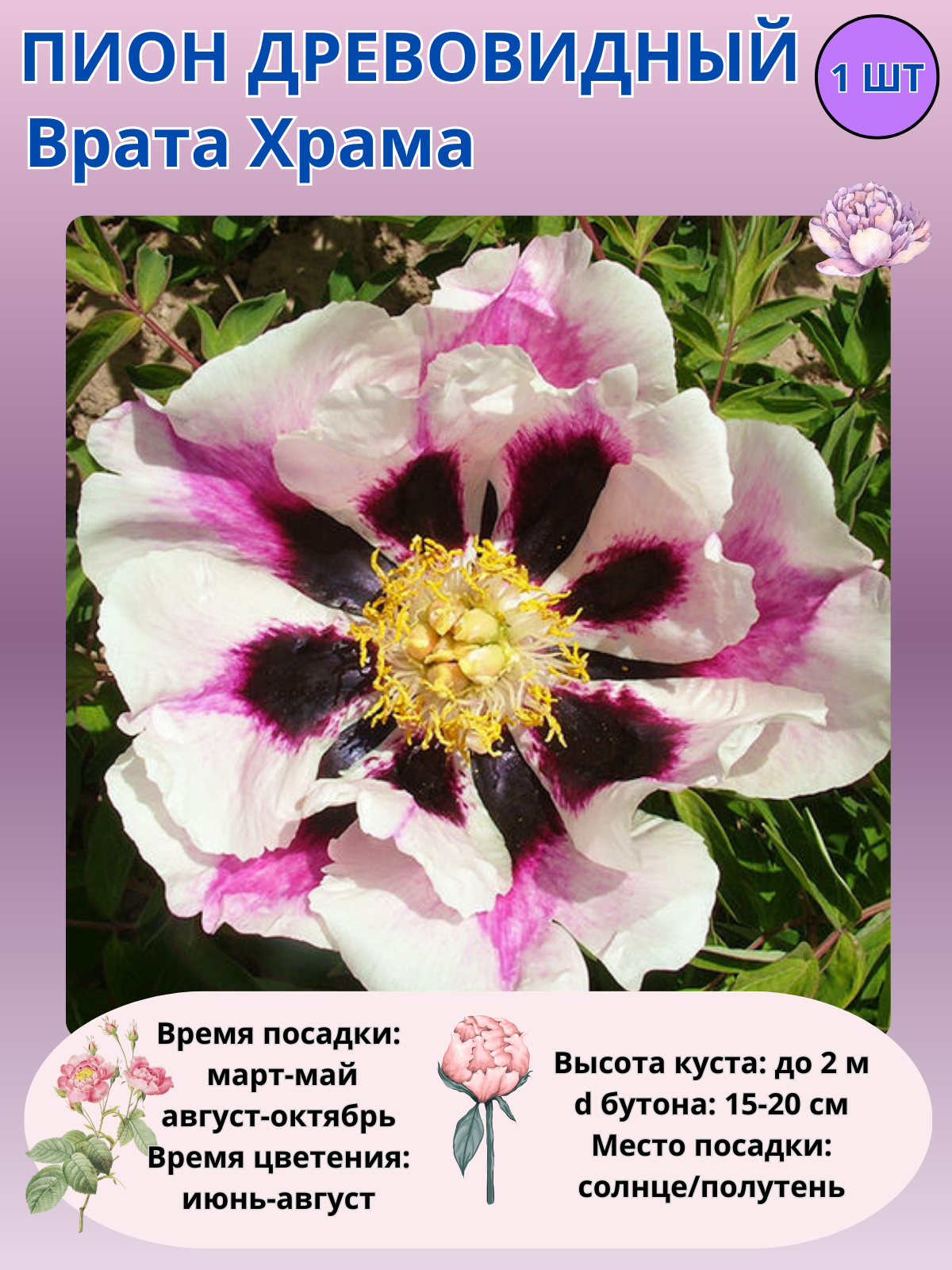 Пион древовидный Сейдай, многолетние цветы для сада