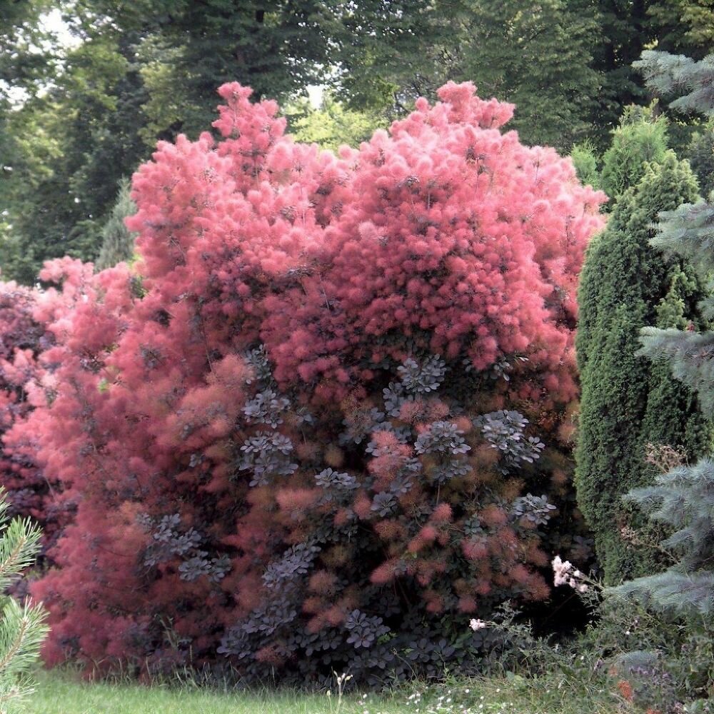 Скумпия Royal Purple многолетняя декоративная пурпурная зимостойкая 1шт.