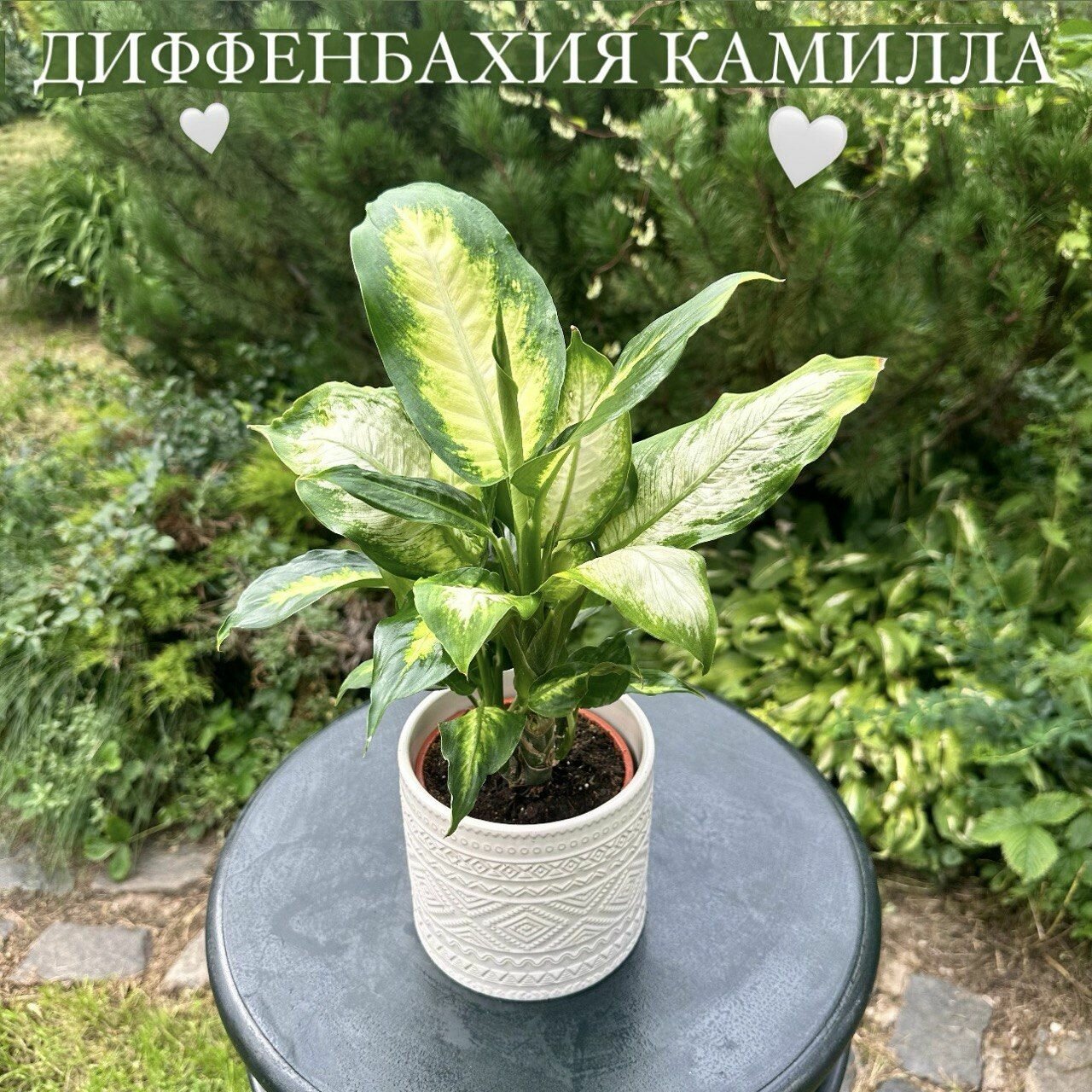 Диффенбахия Камилла 35*12